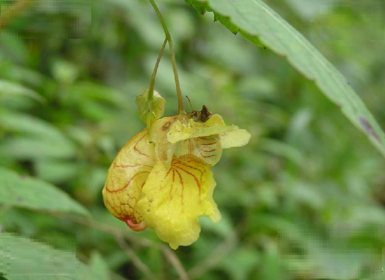 黃麻葉鳳仙花