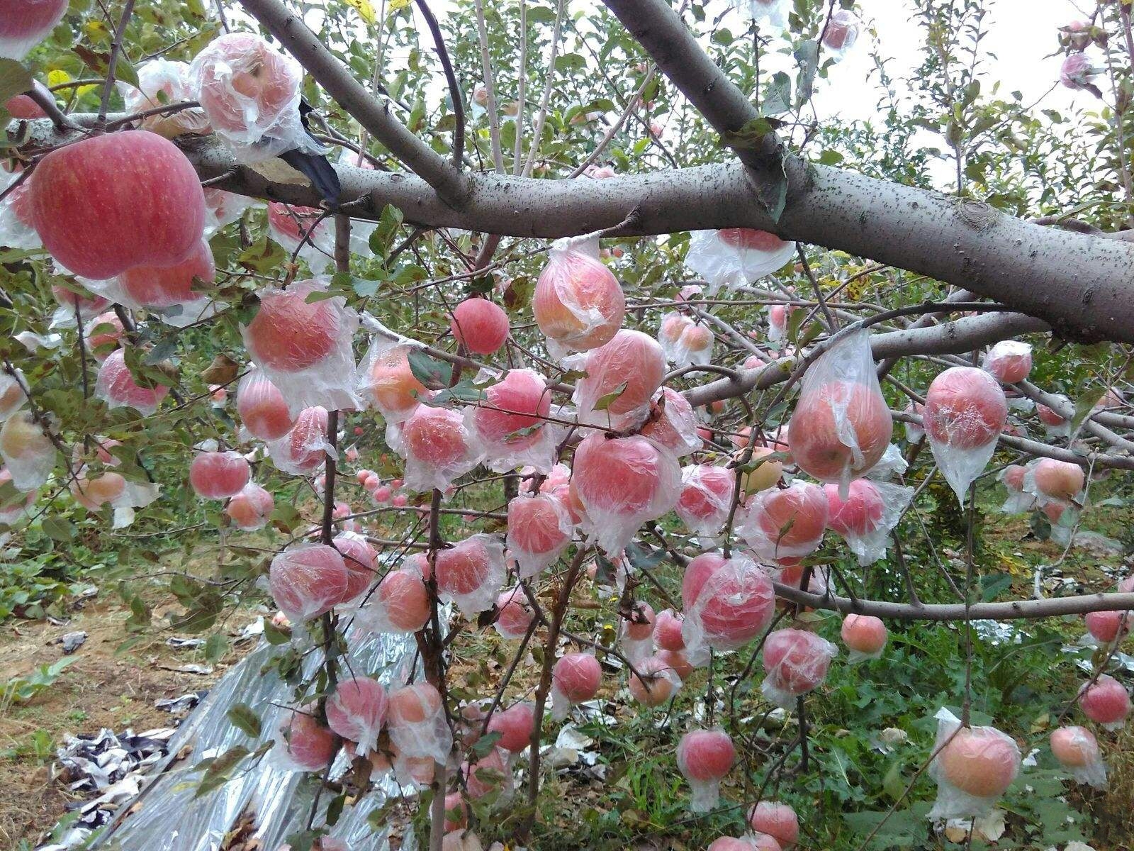 芮城蘋果