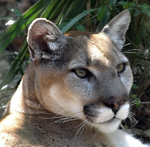 東部美洲獅