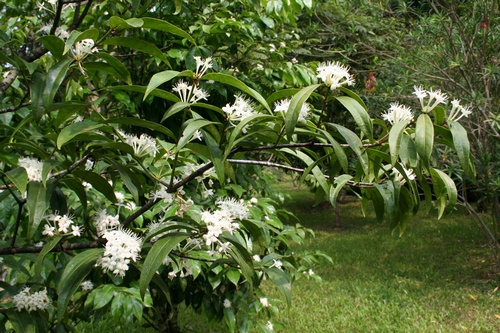 花法菜