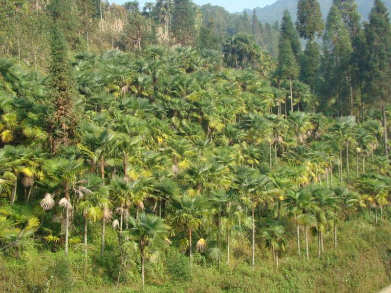 貴龍新寨村