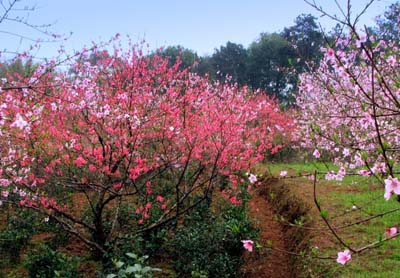 桃花節