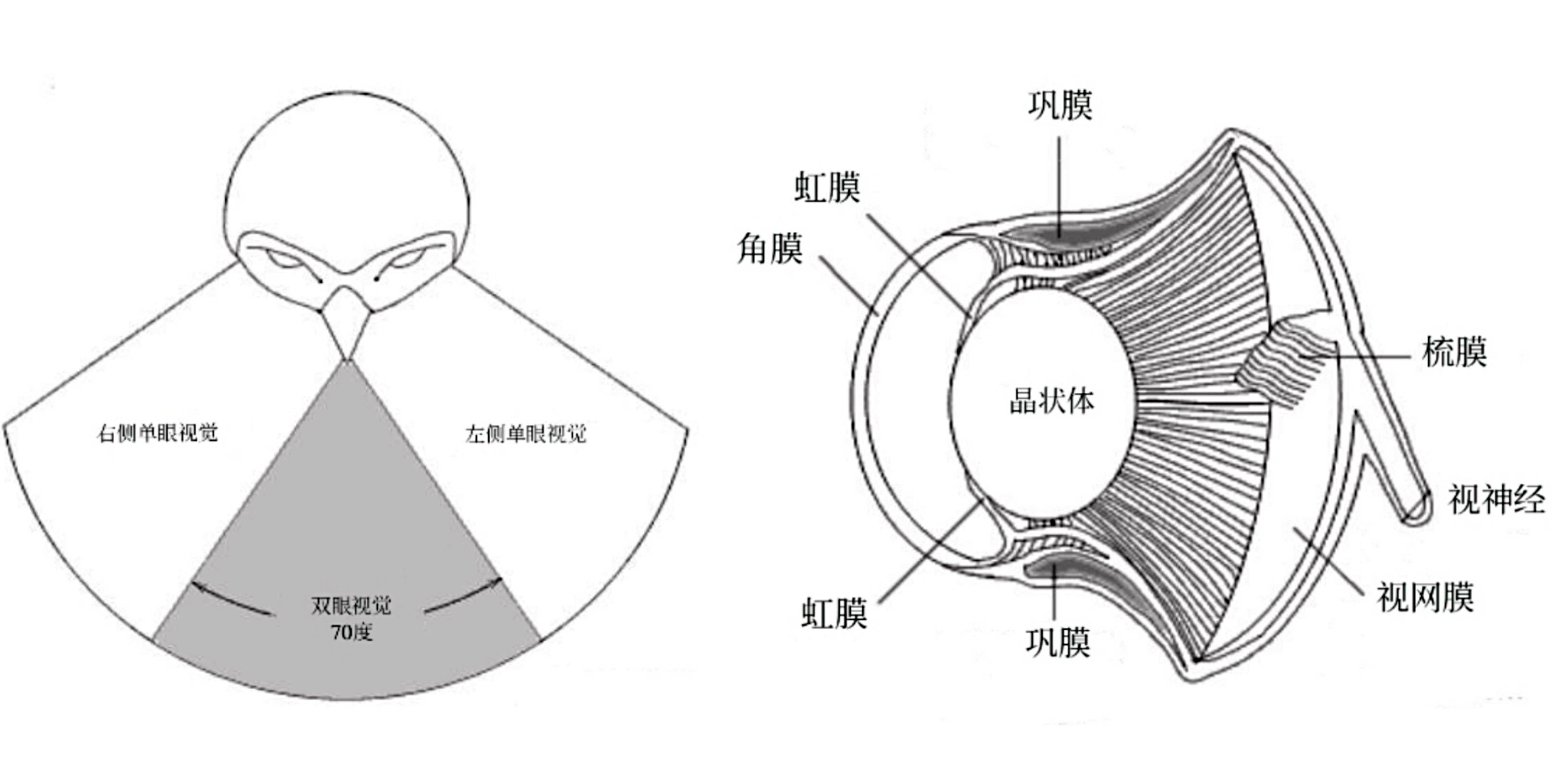 貓頭鷹(貓虎頭)