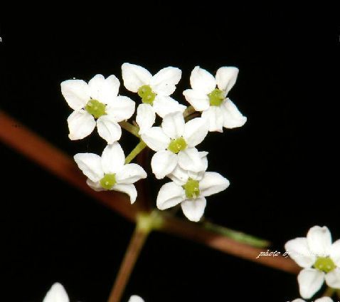 矮澤芹屬