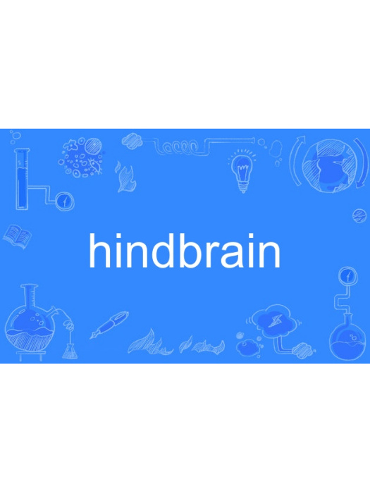 hindbrain