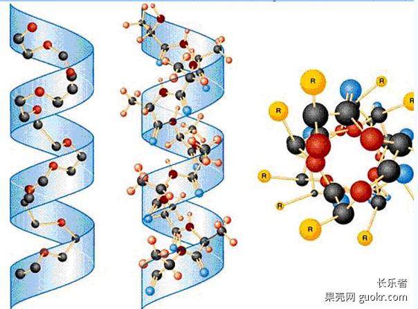 生物計算機