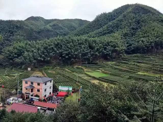 地茶村