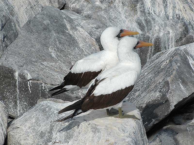 藍臉鰹鳥指名亞種