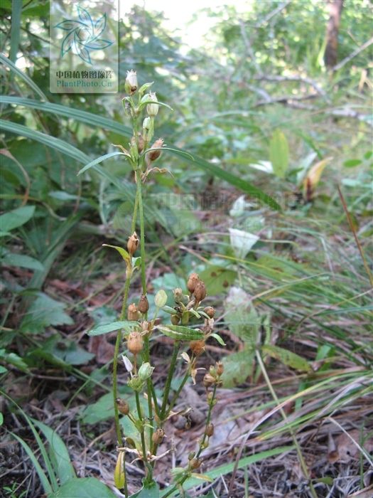 長柱蠅子草