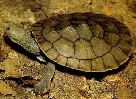 布里斯班曲頸龜