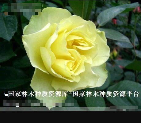 綠雲(薔薇屬月季栽培品種)