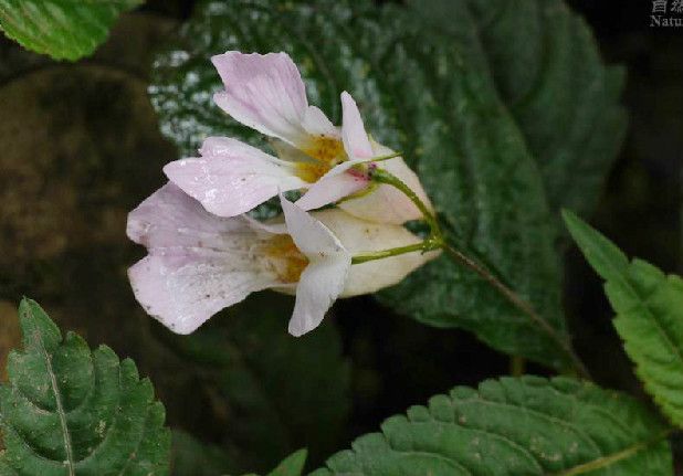 單花鳳仙花