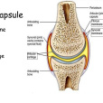 關節囊滑膜