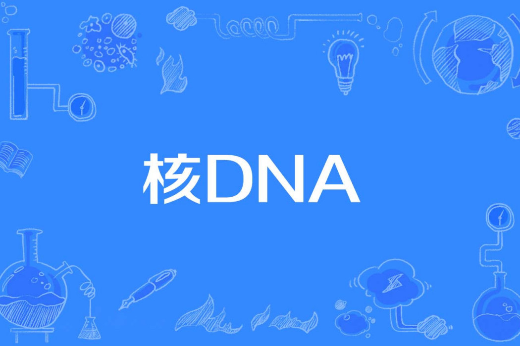 核DNA