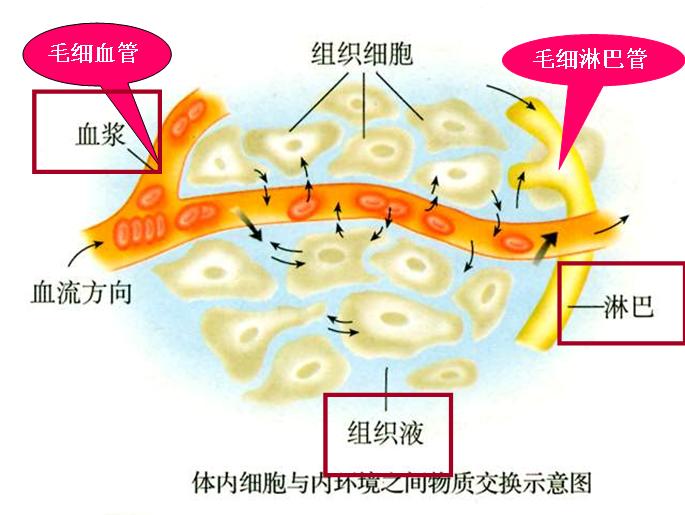 內環境的穩態