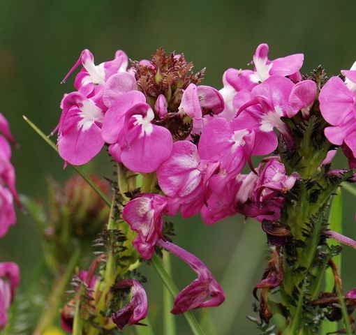 頭花馬先蒿四川變種