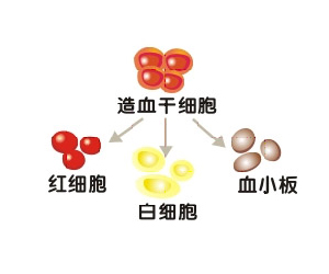 臍帶間充質幹細胞