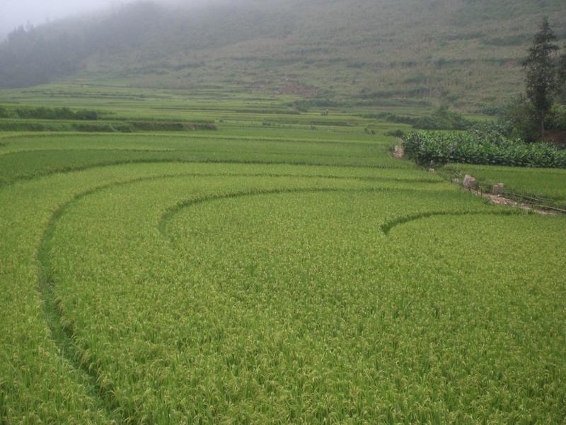 下石城自然村-種植業