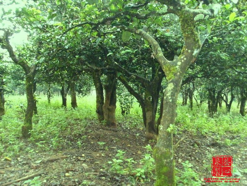 優質普洱茶產業