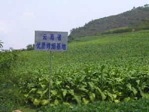 碼口鄉培植的烤菸基地