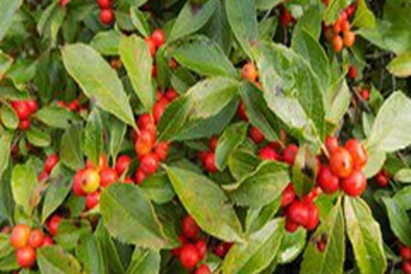 Ilex verticillata \x27Afterglow\x27