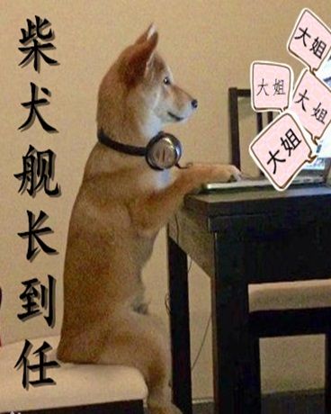 柴犬艦長到任