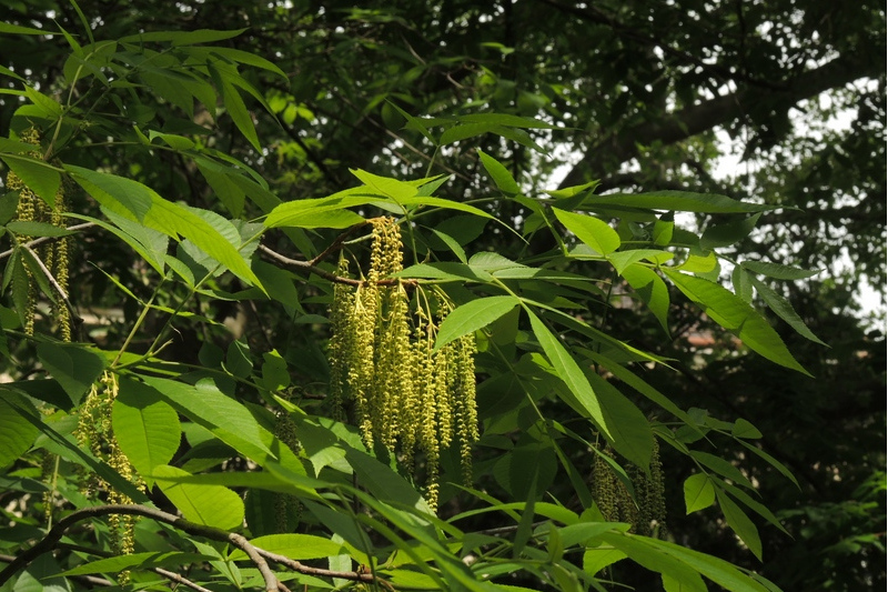 苦味山核桃