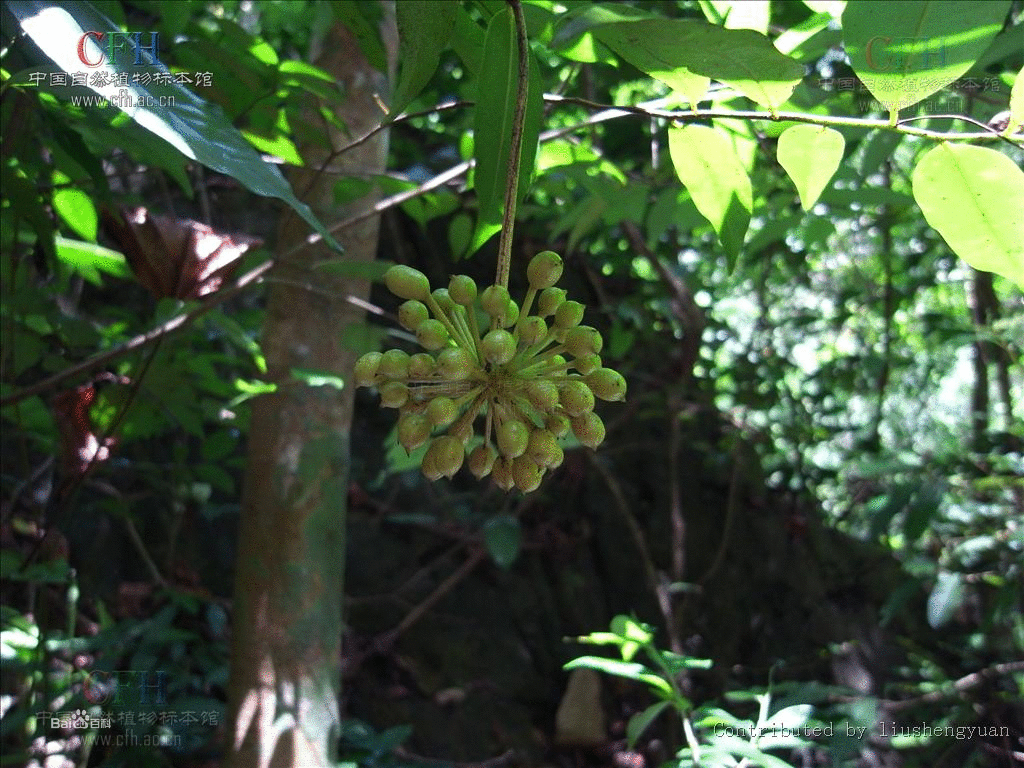 輪環藤屬