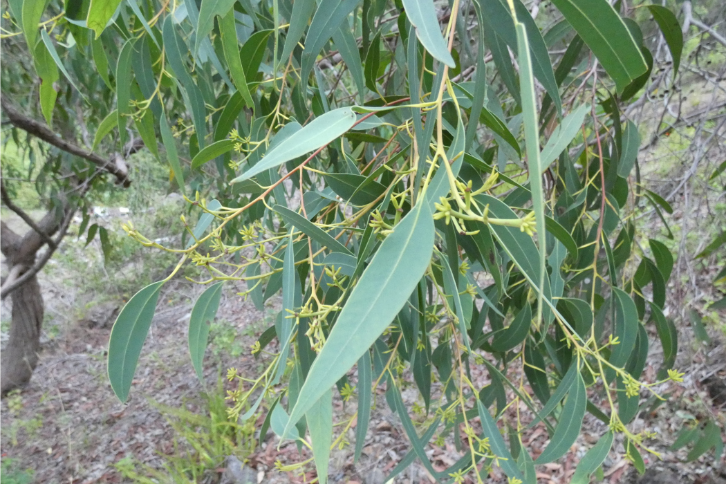 白桃花心桉海南個體001