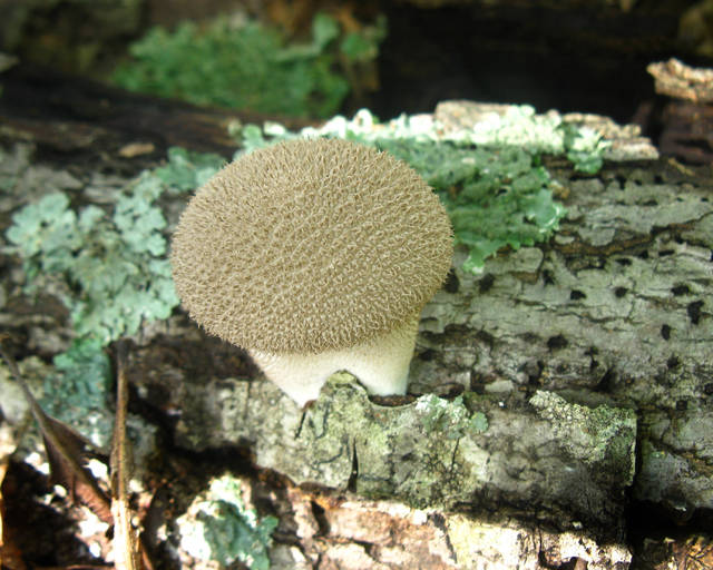 Lycoperdon pulcherrimum刺更粗壯