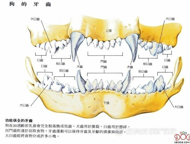 狗(小狗（動物）)