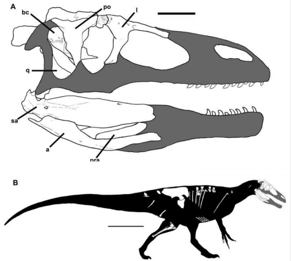 Murusraptor barrosaensis