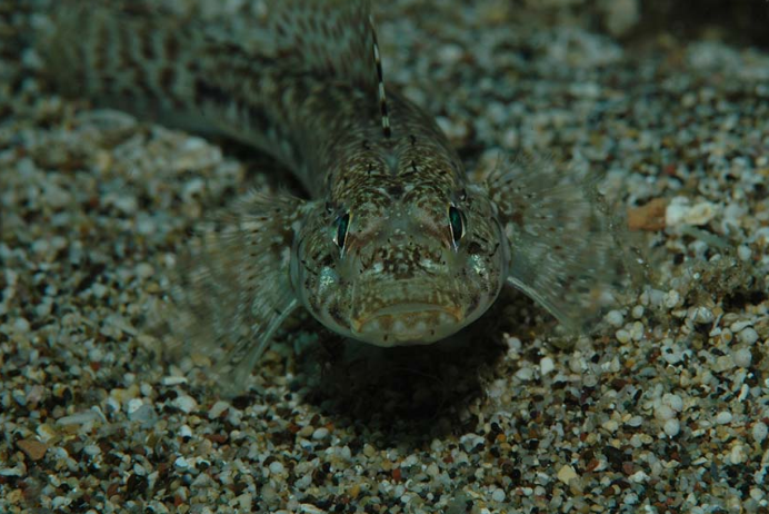 真斑馬鰕虎魚屬