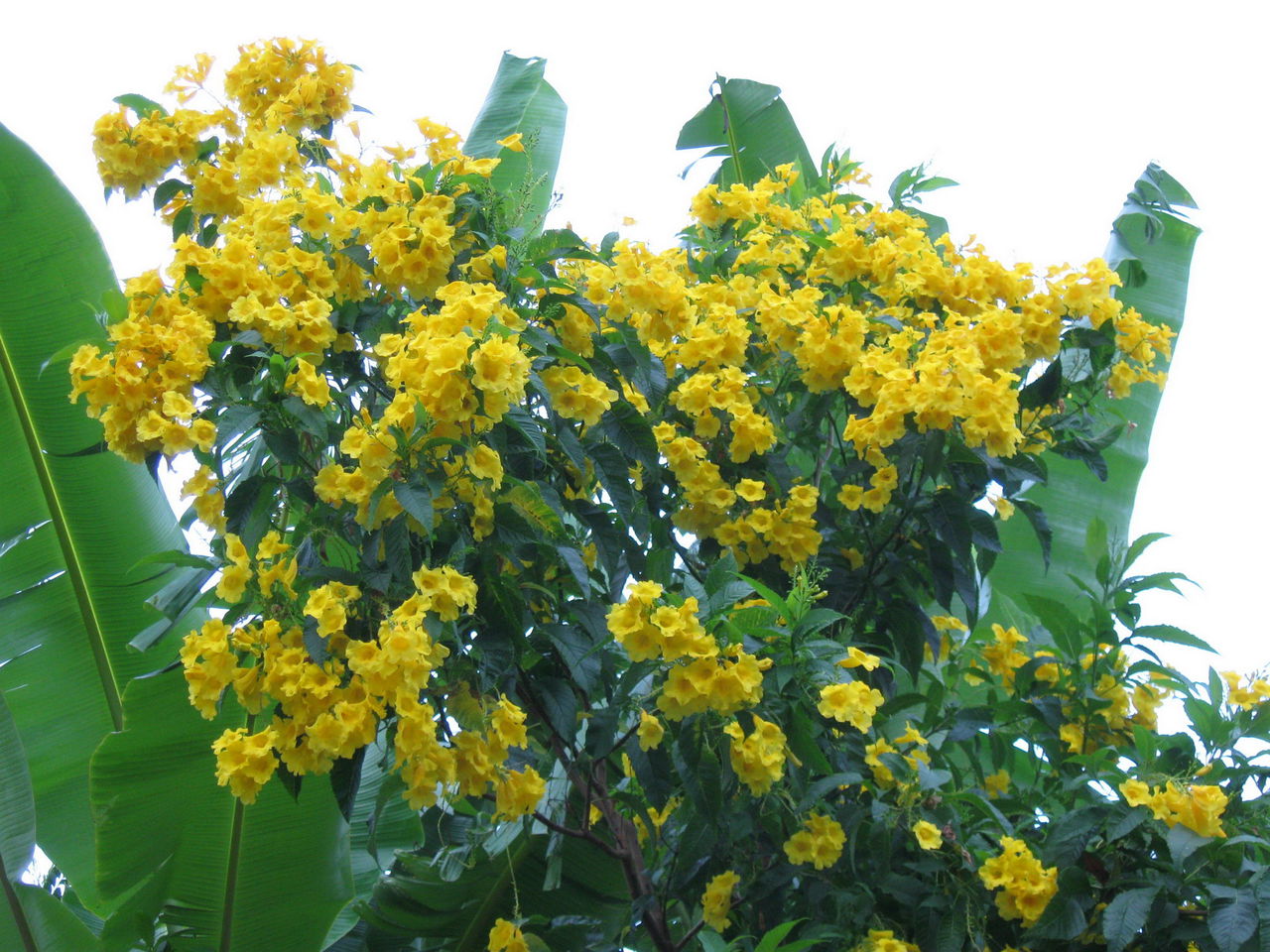 黃花蓮(旱山菊)