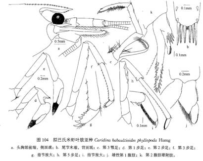 擬巴氏米蝦葉肢亞種C