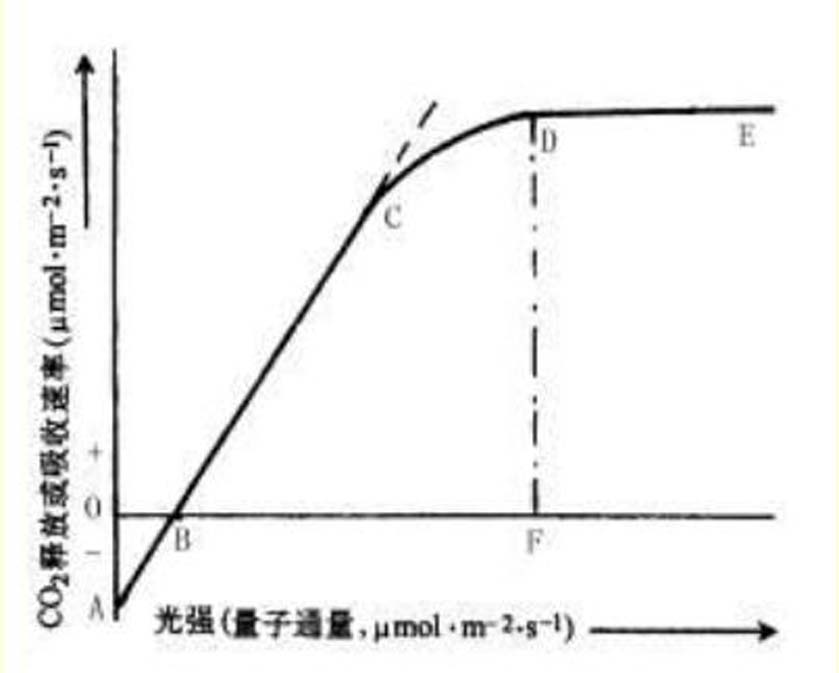 表觀量子效率