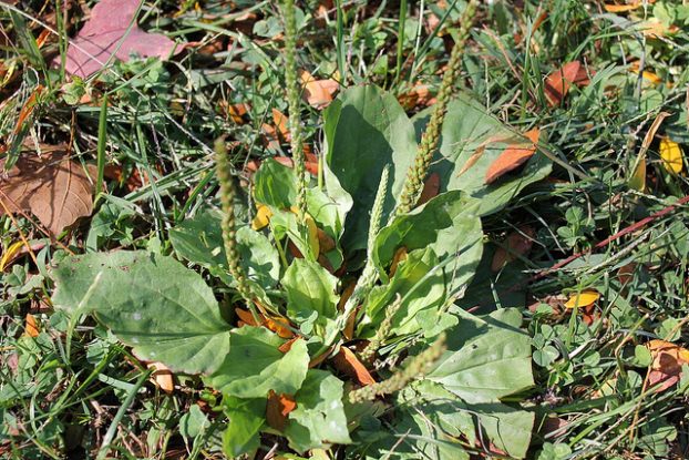 食用野菜