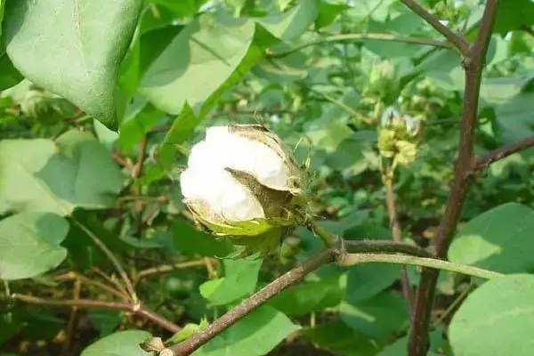 江農棉2號