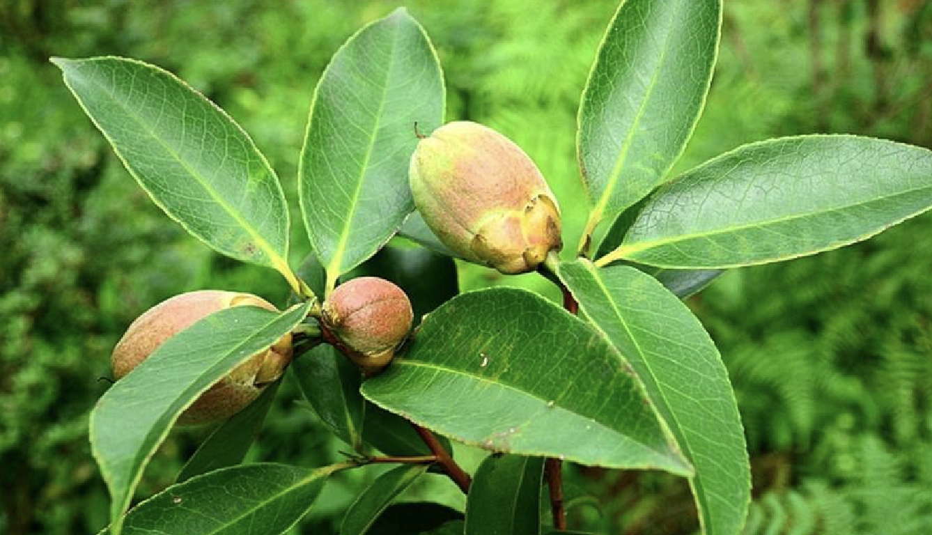 大果核果茶