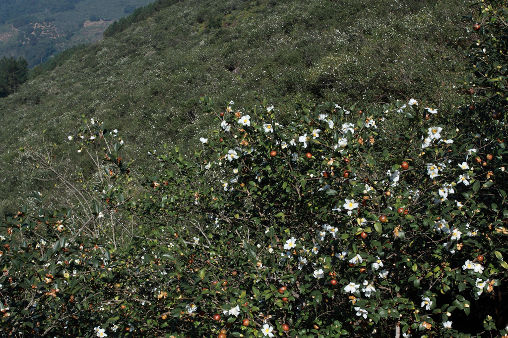 尤溪原木古法壓榨山茶籽油