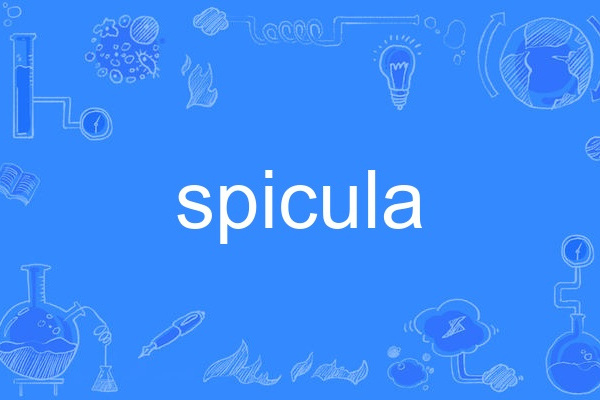 spicula