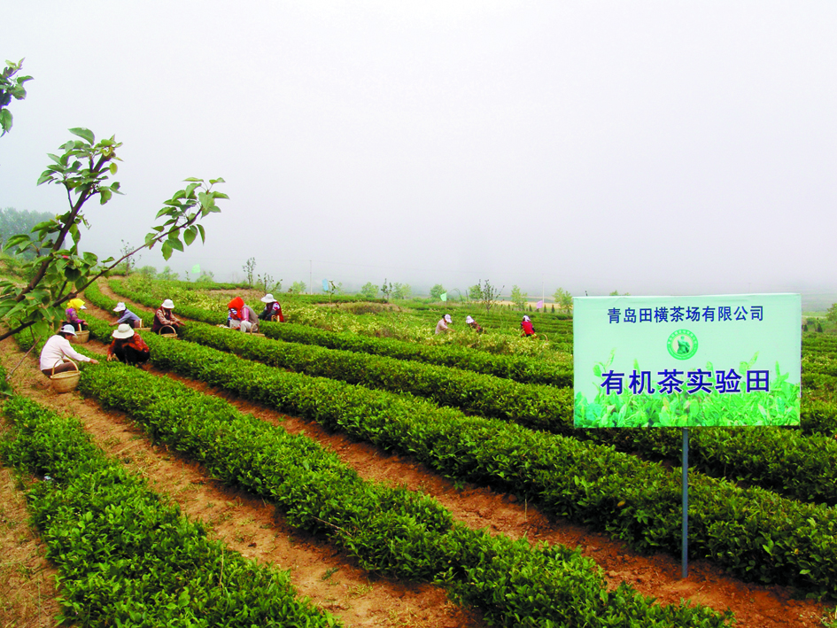 公司員工正在採摘大田春茶