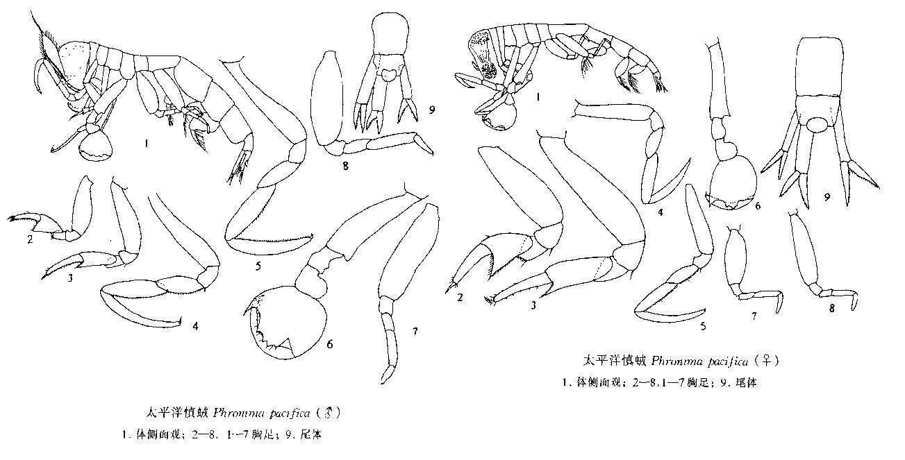 大西洋慎戎