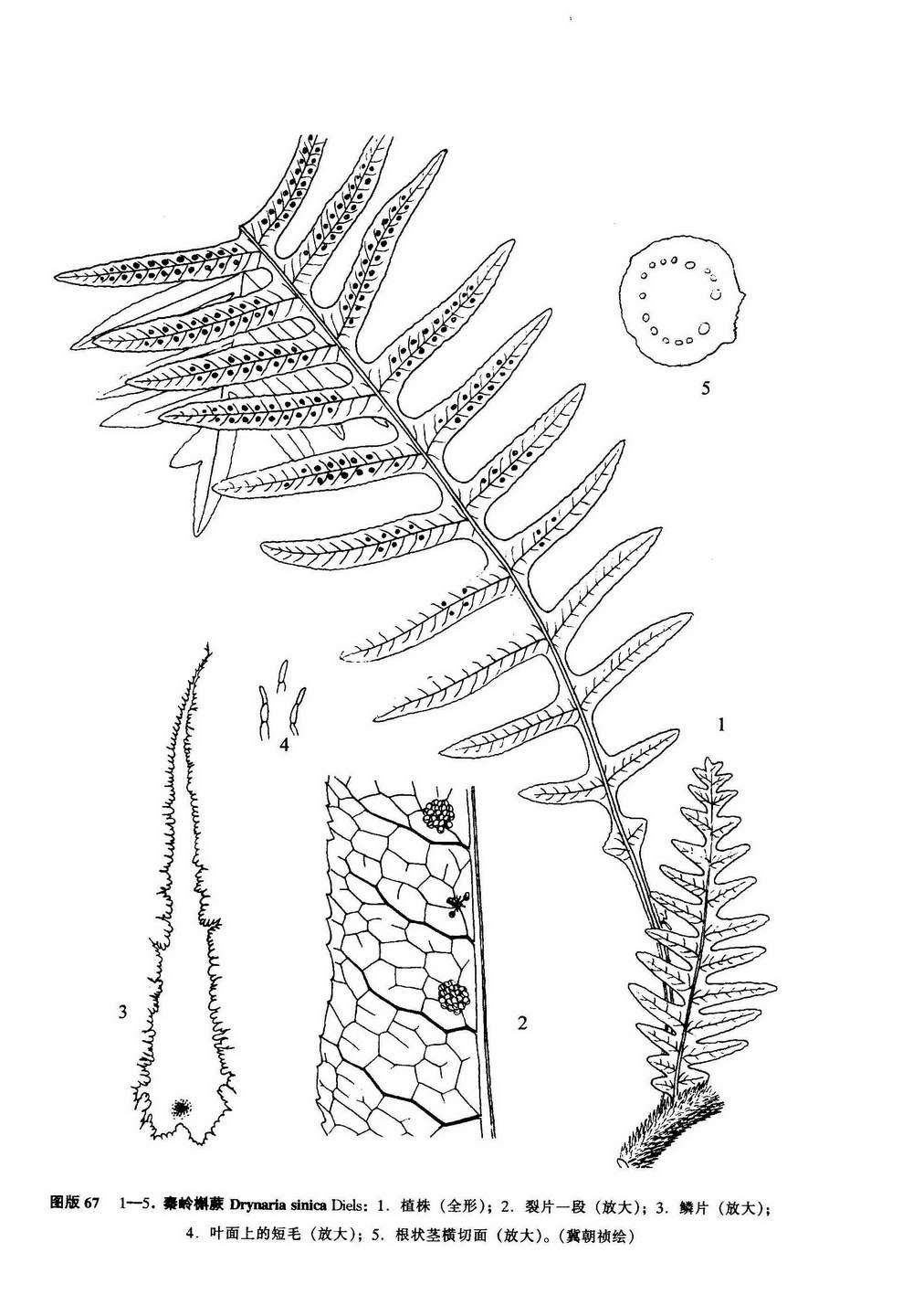 秦嶺槲蕨（西藏植物志）圖版67：1-5