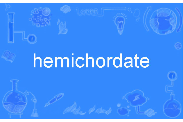 hemichordate