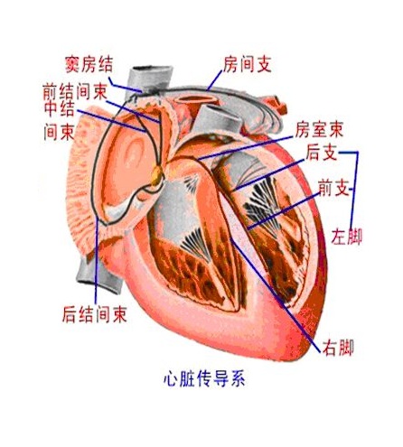 心臟興奮傳導