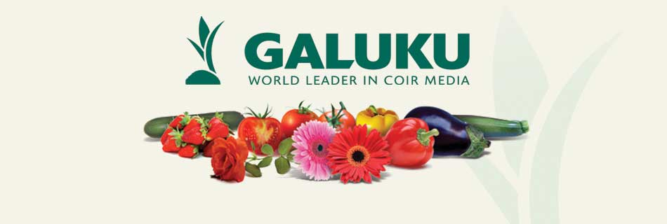 Galuku