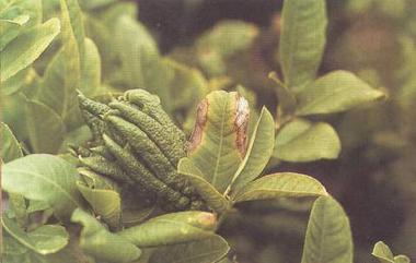 藥用植物佛手炭疽病