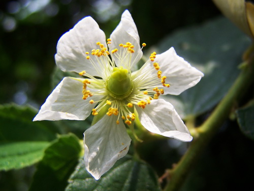 文定果（花）