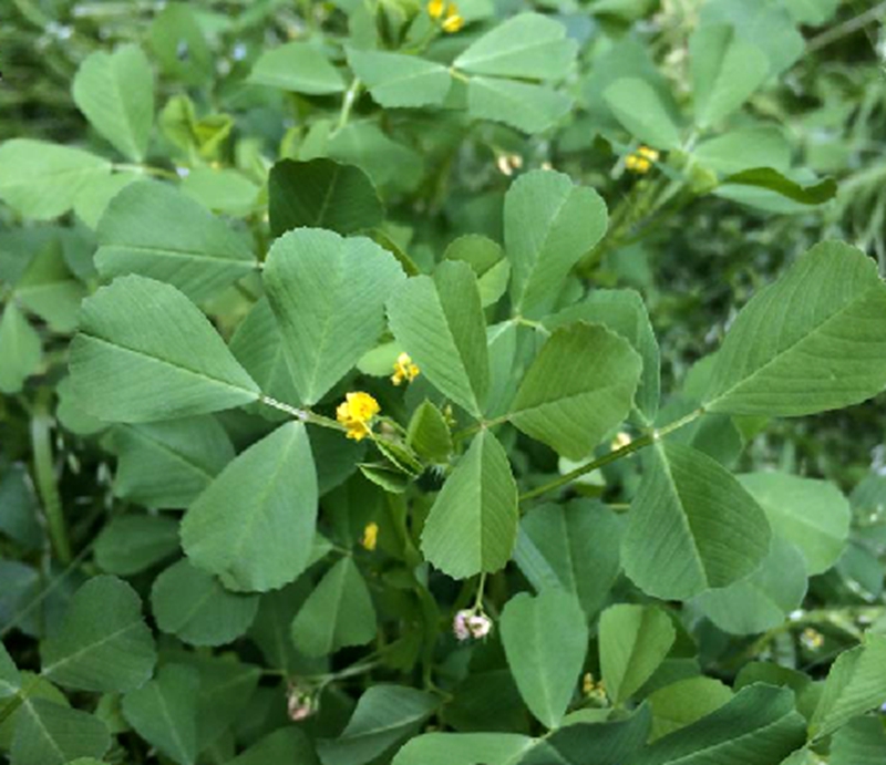 南苜蓿(豆科苜蓿屬植物)